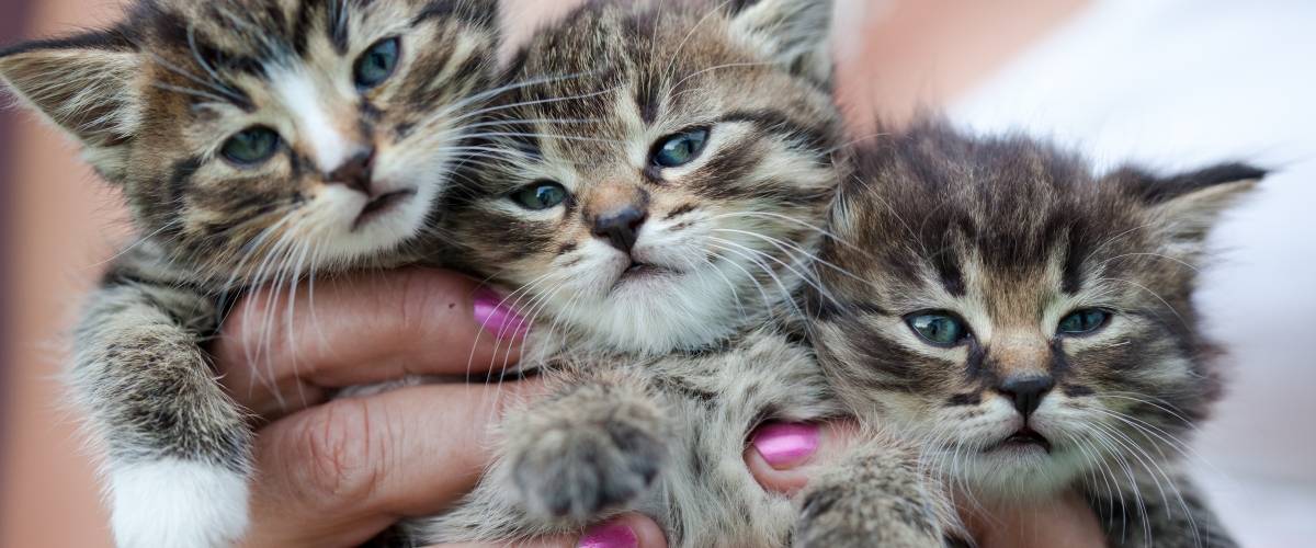 three kittens in a woman's hand