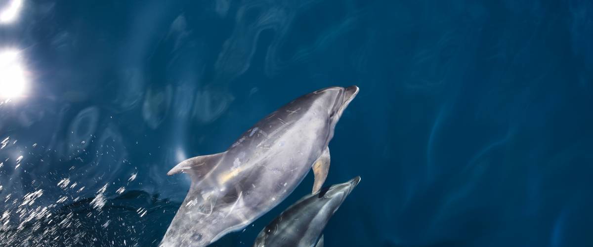 two dolphins swimming