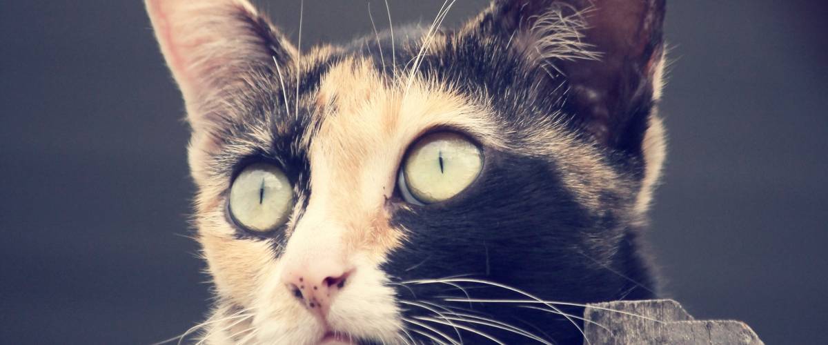 close-up of a cat's face with green eyes