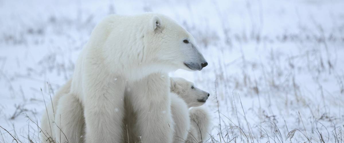 an adult polar bear and baby polar bear sit in the snow
