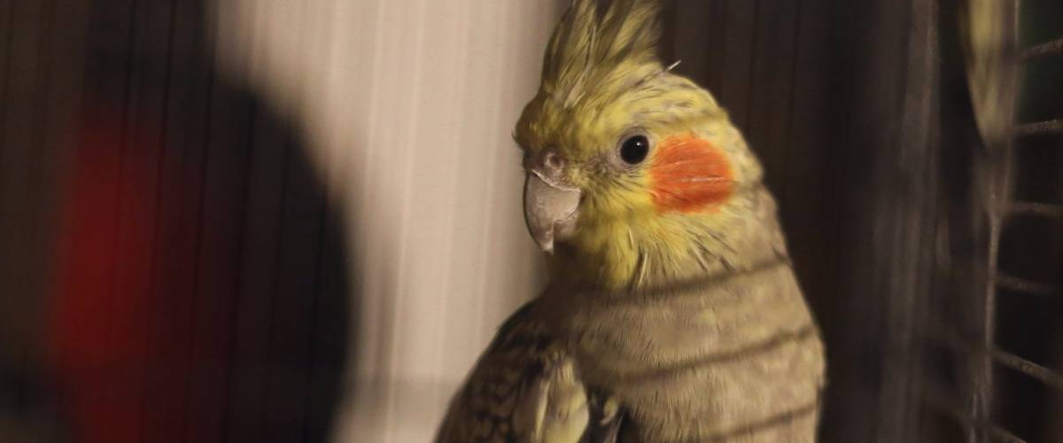 bird sitting in a cage