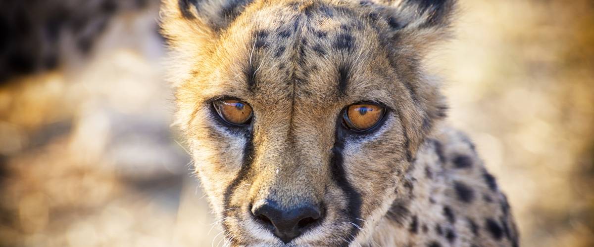 photo of wild cat looking at camera