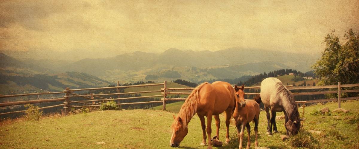 three horses grazing in a field