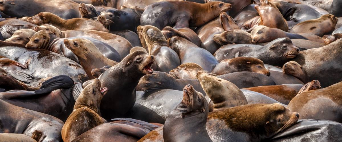 many seals packed tightly together