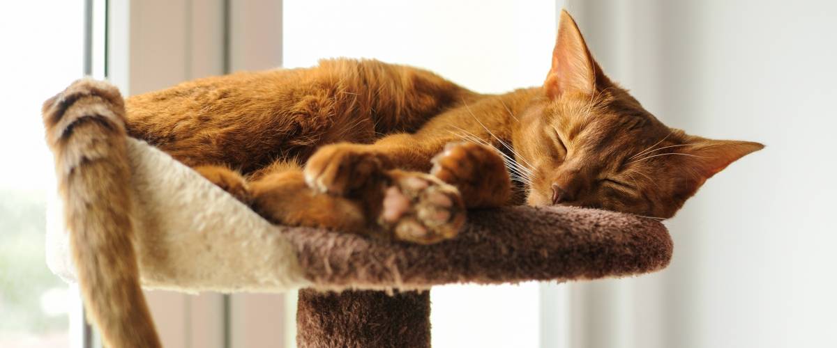 cat laying on top of a cat tree