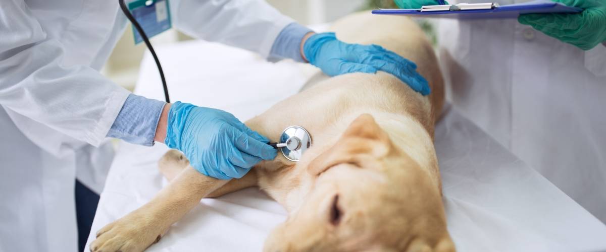 puppy on a veterinary table with two doctors examining it