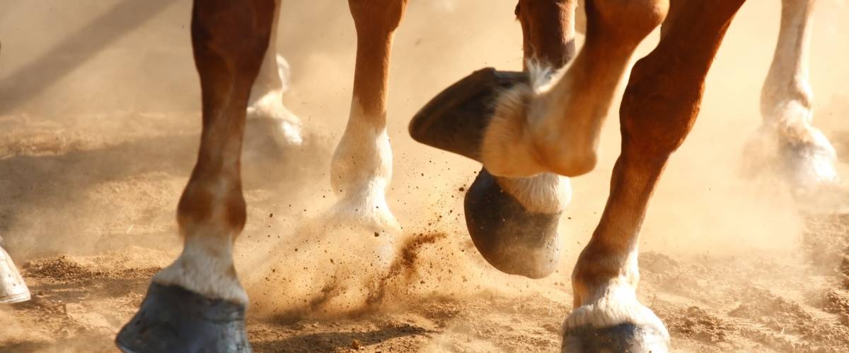 close-up of horse hooves running