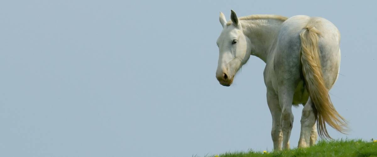 photo of white horse in a field