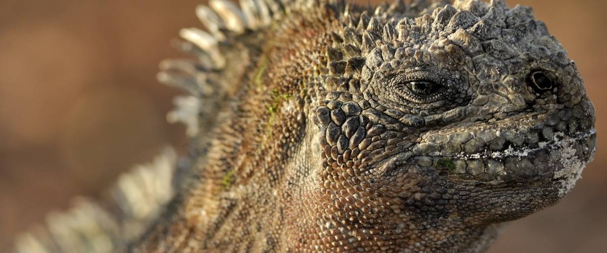 close-up of a large lizard