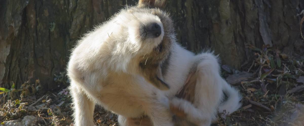 Dog Scratching Ears And Living Paws Dog Scratching Ears And Living Paws