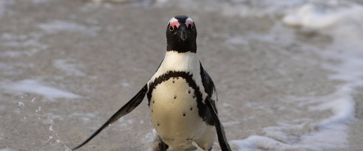 small penguin comes out of water onto a beach