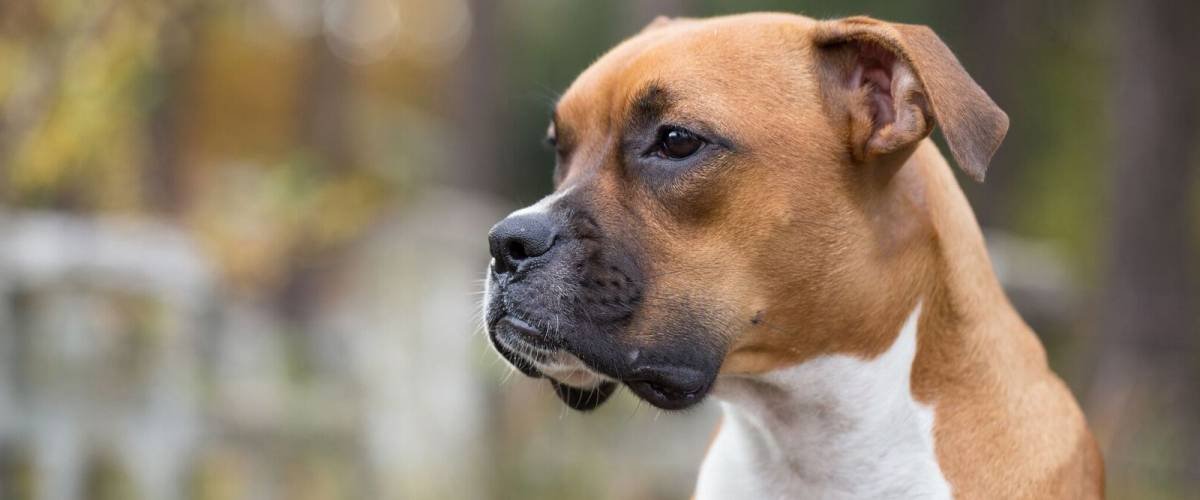 Dog_boxer