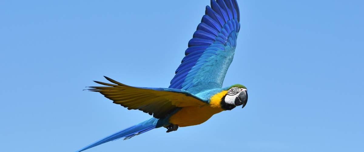 Macaw flying in the sky