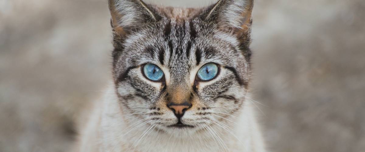 tan cat with blue eyes looking at camera