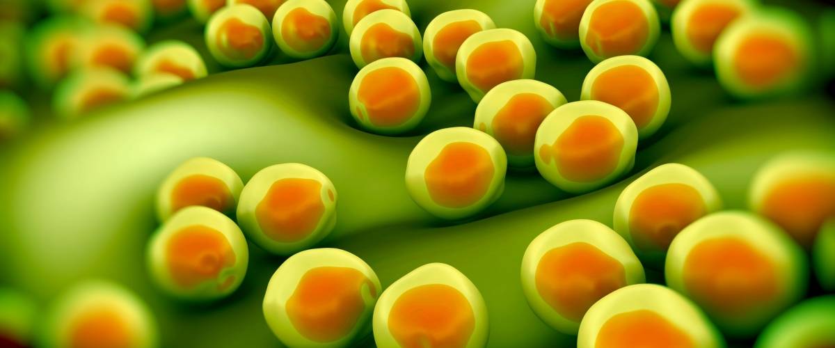 Staphylococcus: From Harmless Skin Bacteria to Deadly Pathogen