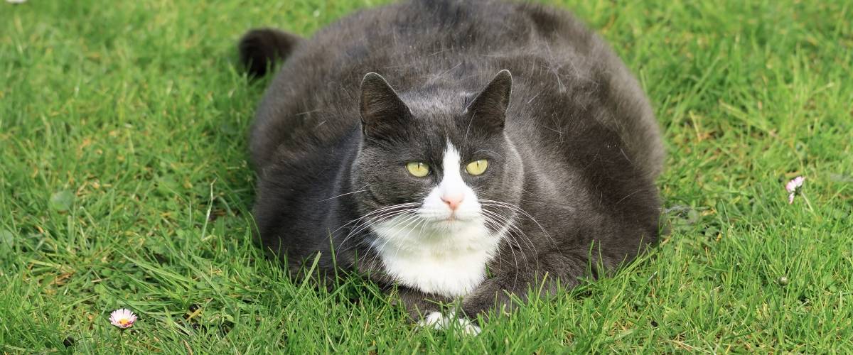 obese, gray cat laying in grass
