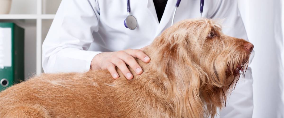 Long-haired dog receiving a veterinary exam