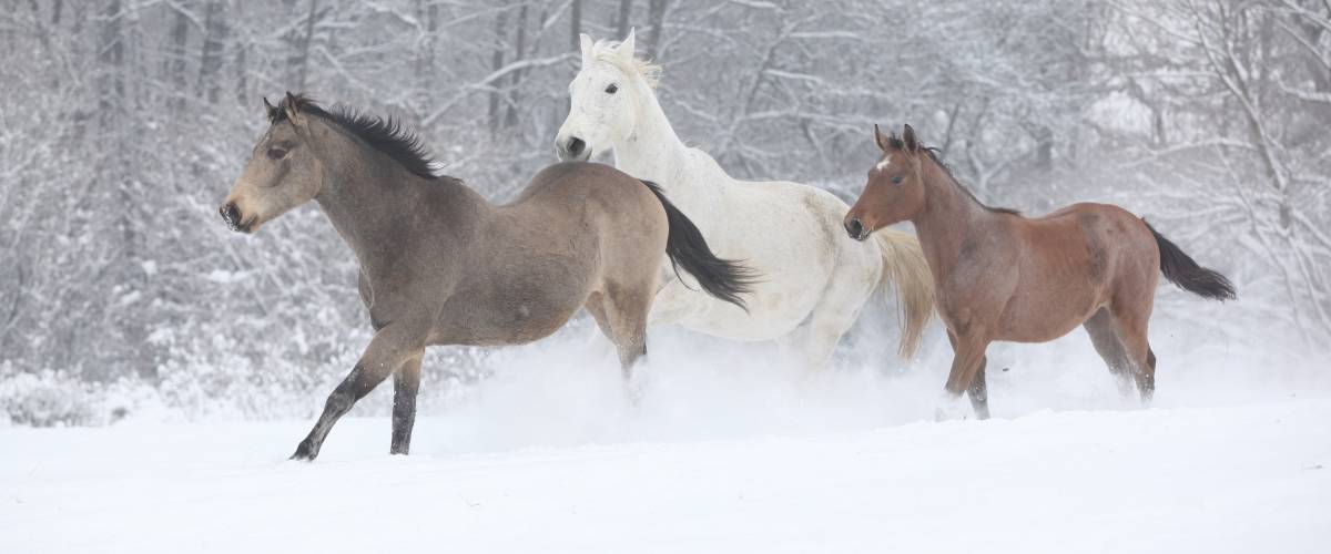 three horses running in the snow