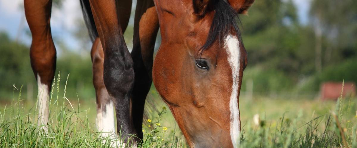 a brown horse eating grass in a field