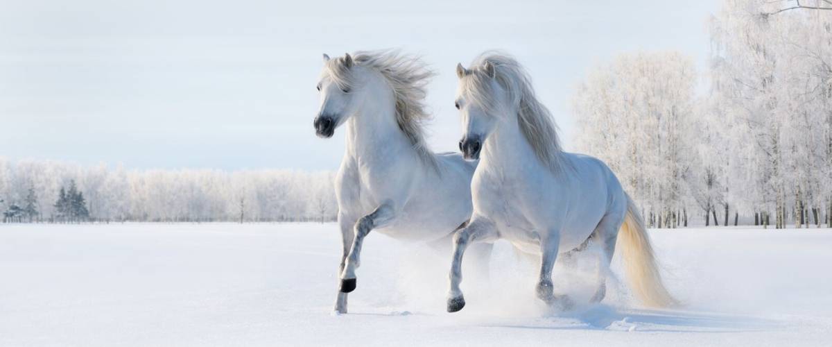 Horses_white in the snow