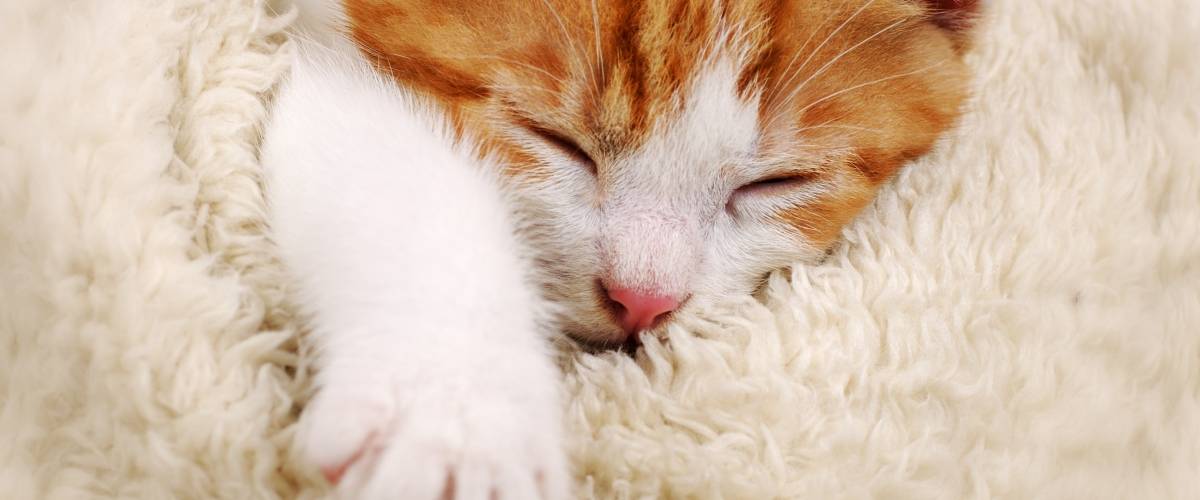 cat wrapped in blanket