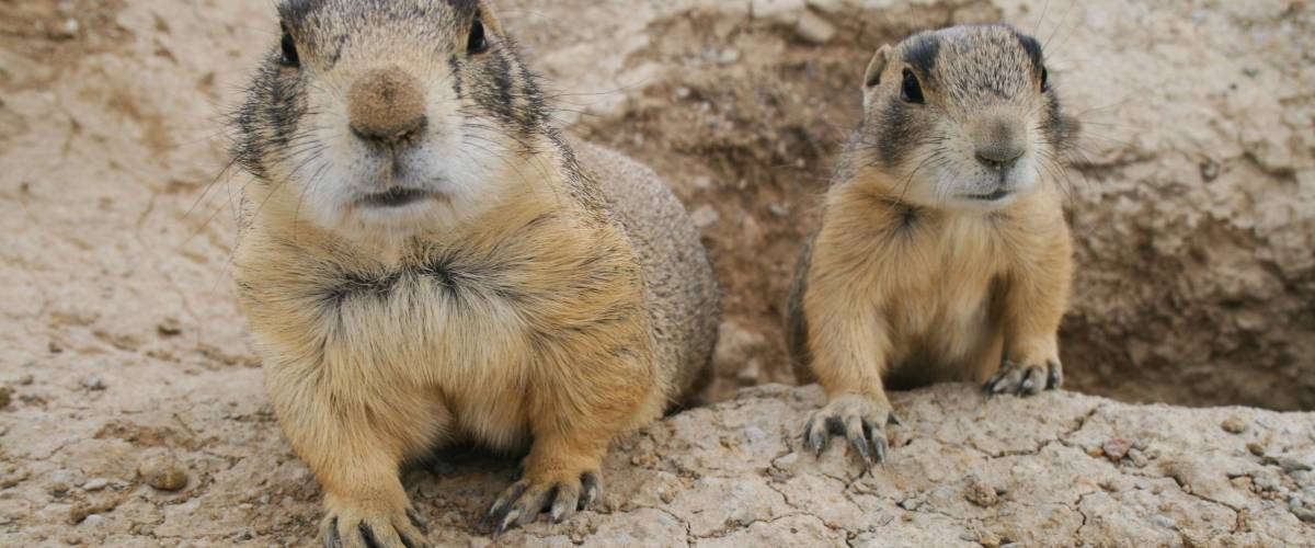 two prarie dogs coming out of a hole