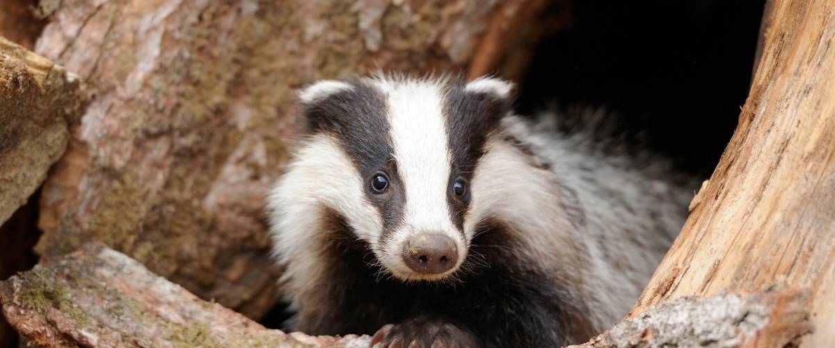 photo of badger coming out of a hole