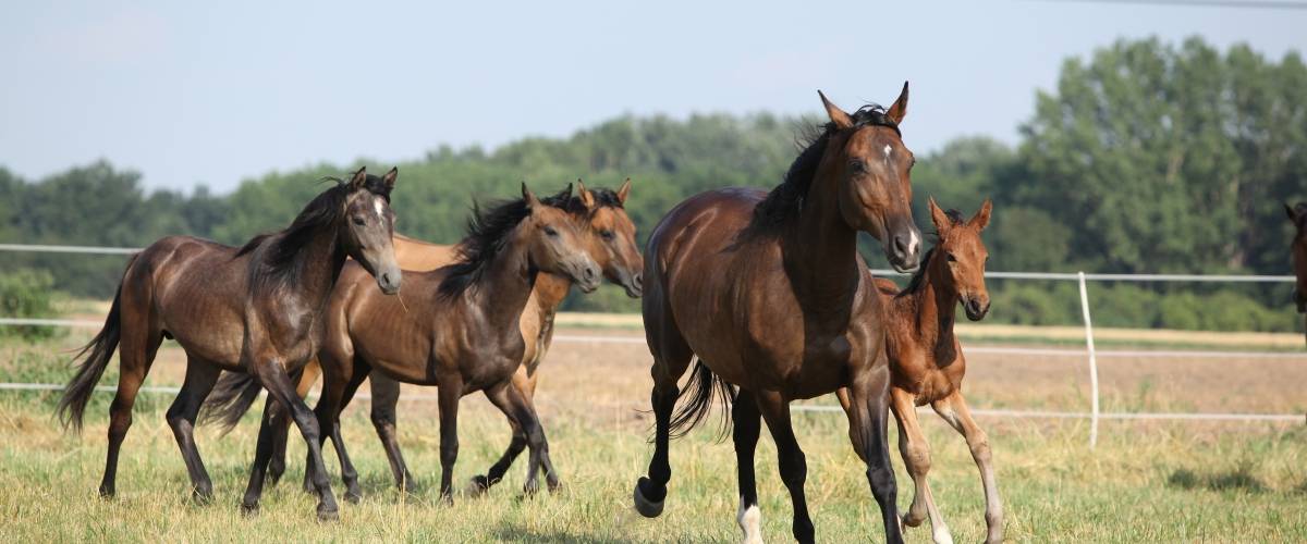 five brown horses running in a field