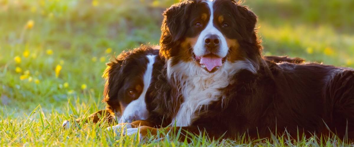 Which Dog Breeds Are More Prone To Cancer
