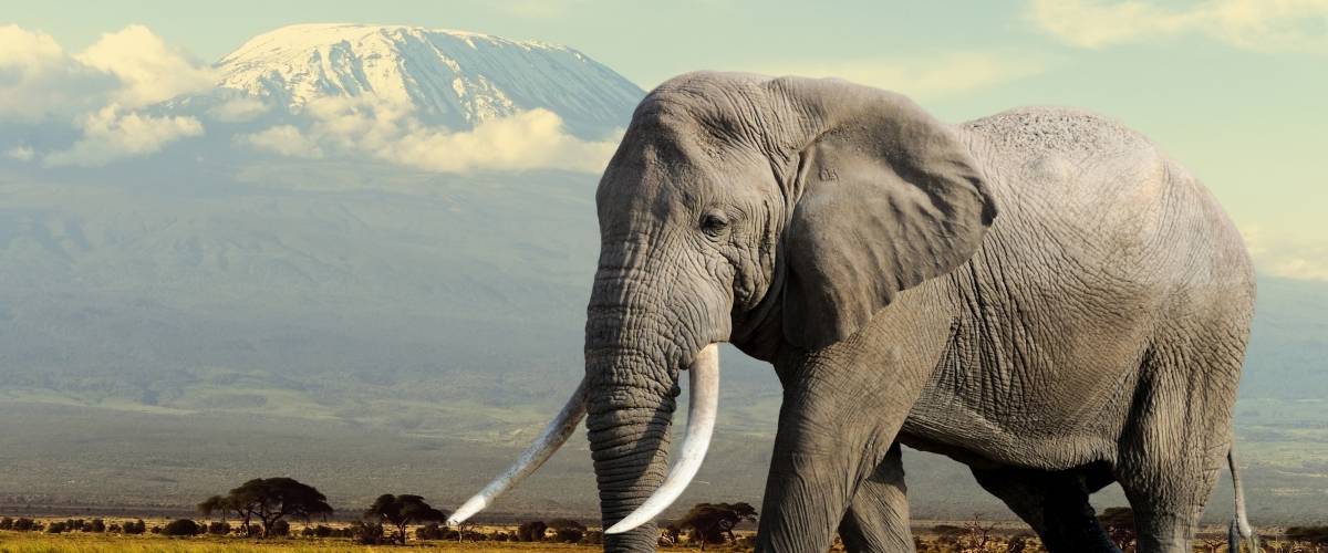Tuberculosis a Threat to Endangered Wild Elephant Populations | Morris