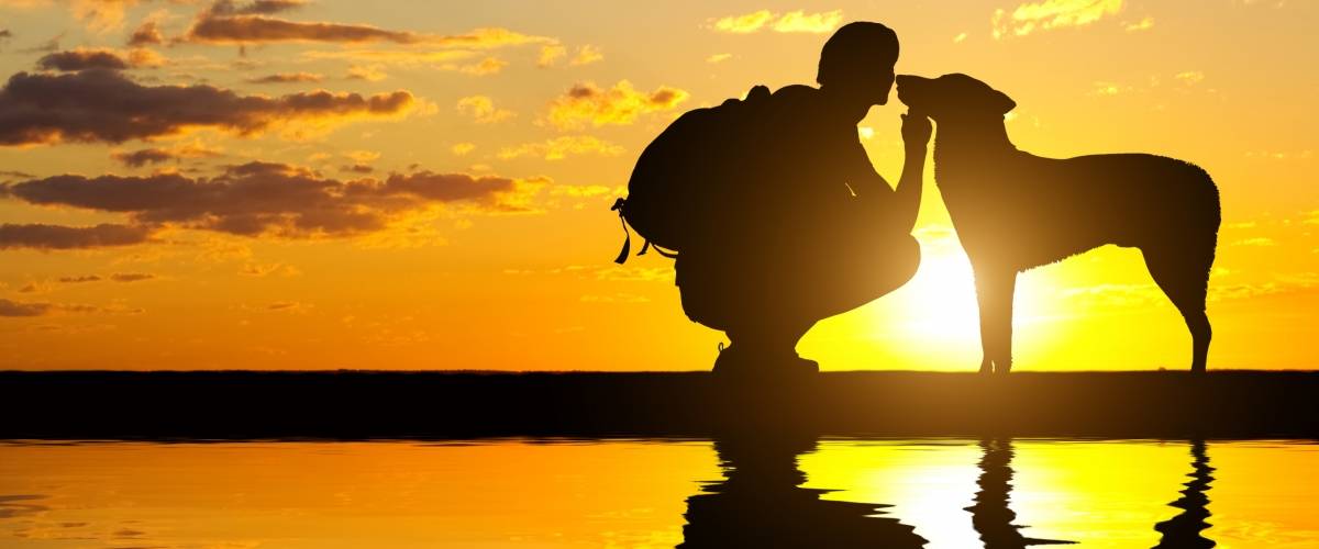 silhouette of dog and human at sunset