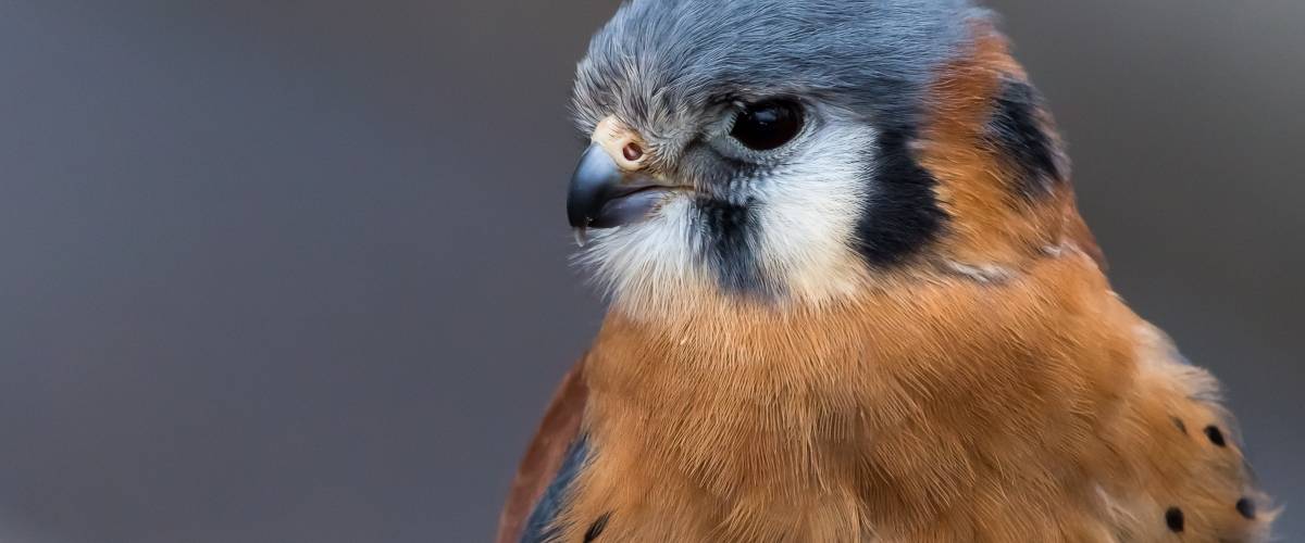 a close-up of a raptor