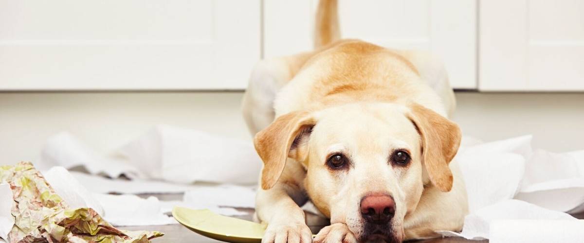 Why Do Puppies Eat Socks