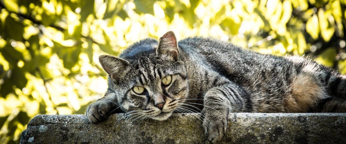 cat laying on tree branch