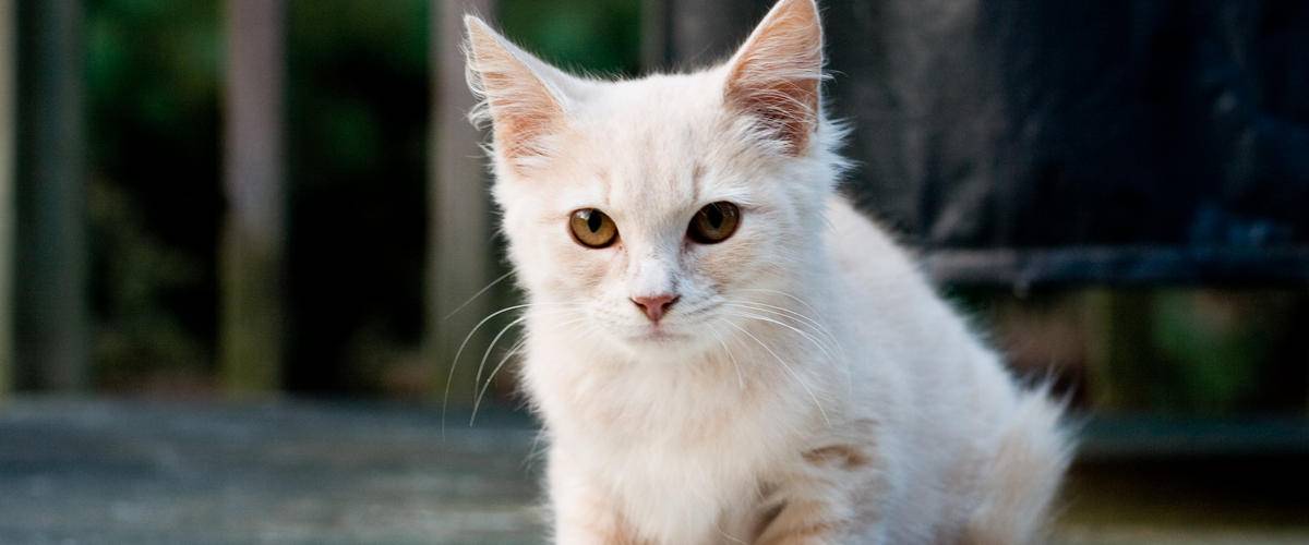 White Cat