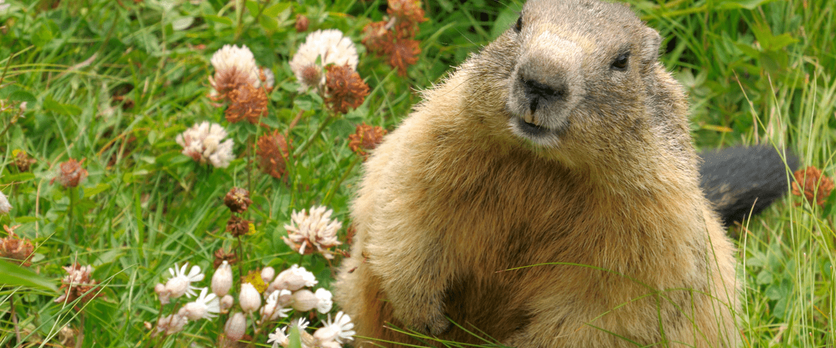 Wildlife_ground hog 