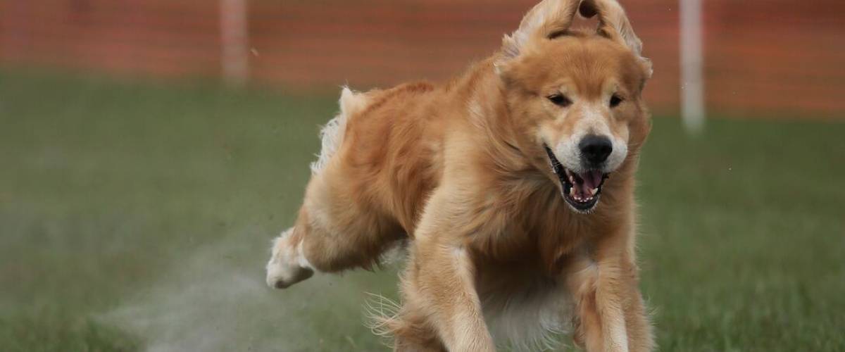 GRLS_Hero 2005_golden retriever