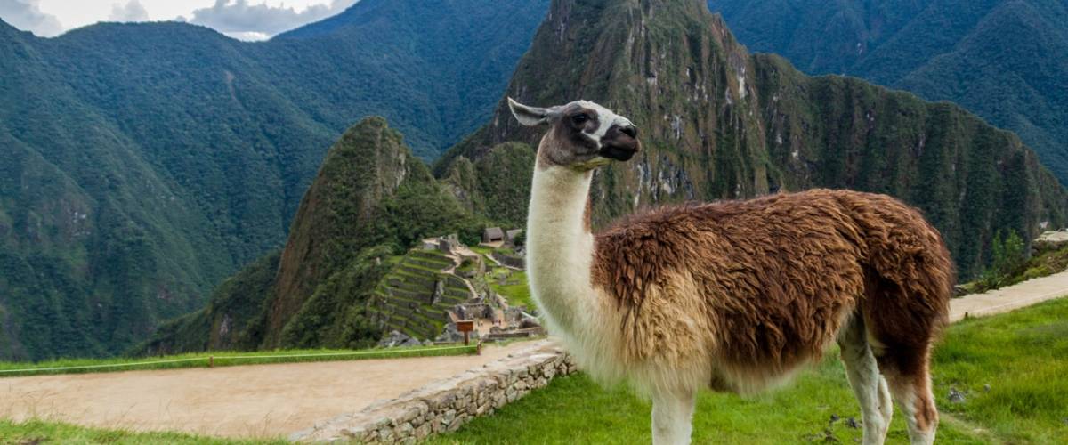 Llama Mountain