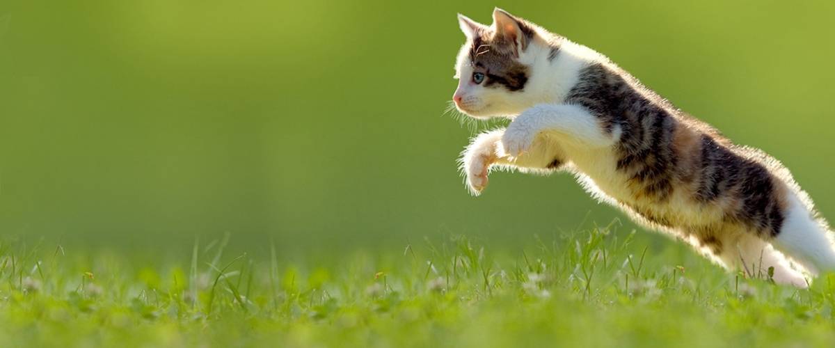 Cat jumping in grass