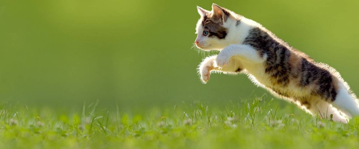 Cat_jumping in grass