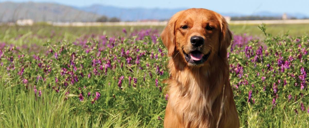 Dog_Clancy, Hero #2882