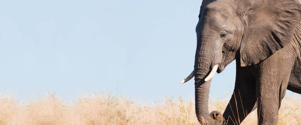 Wildlife_elephant AnimalNEWS