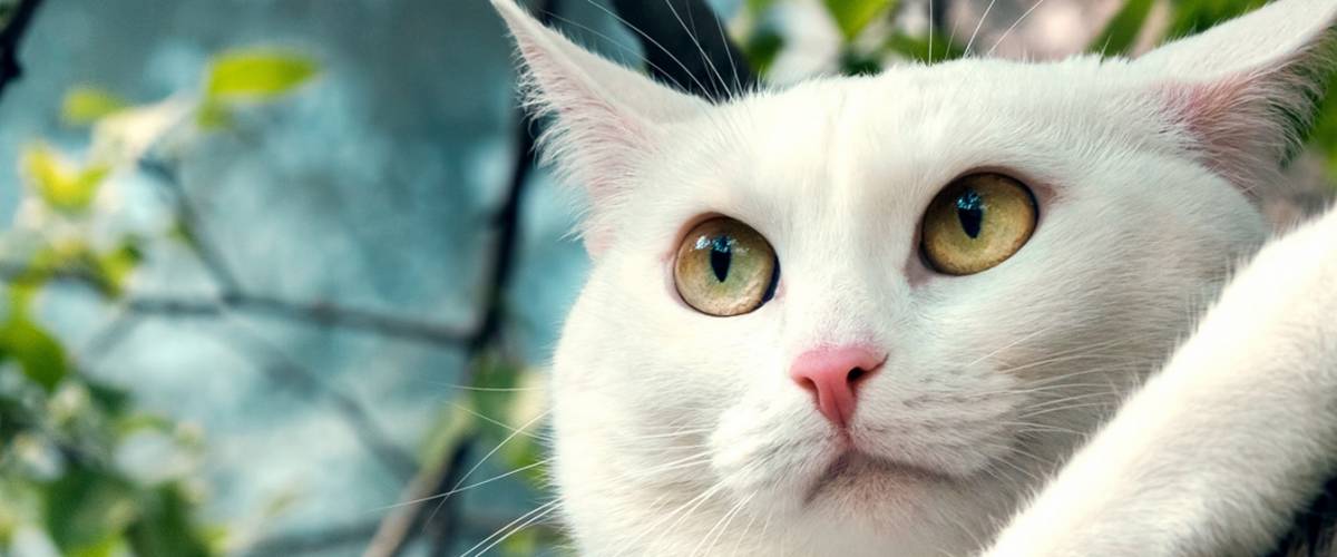Unite to fight animal cancer_cat