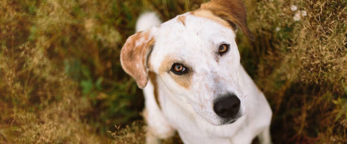 Brown & White Dog