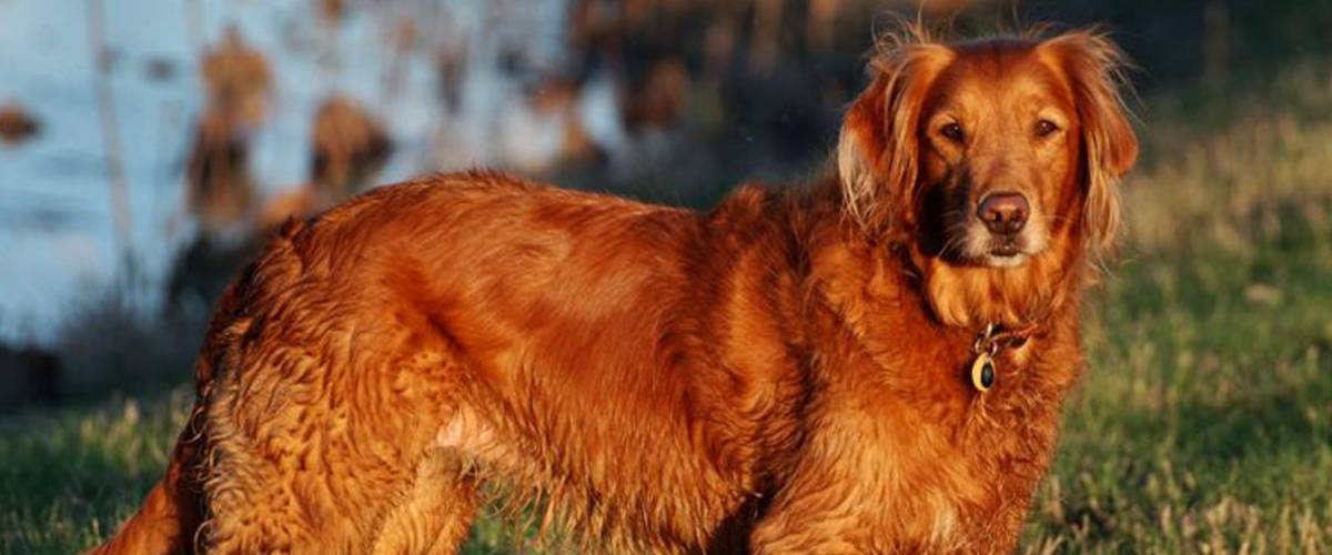 Do Most Dogs Die Of Cancer