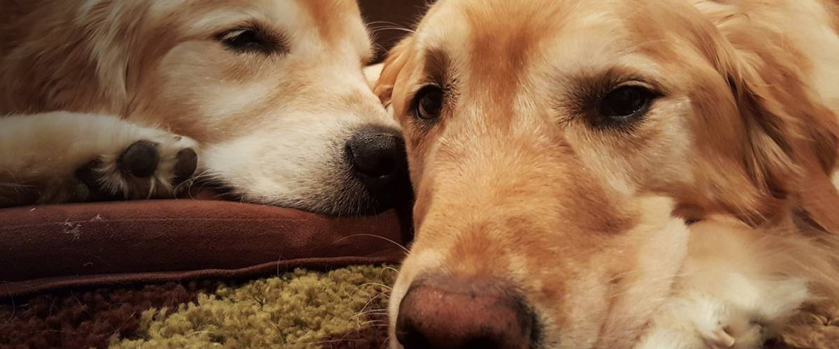 Faye Goldens