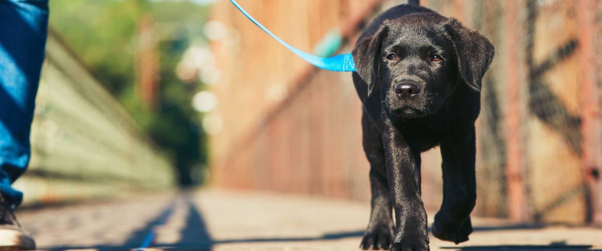 Dog on Leash