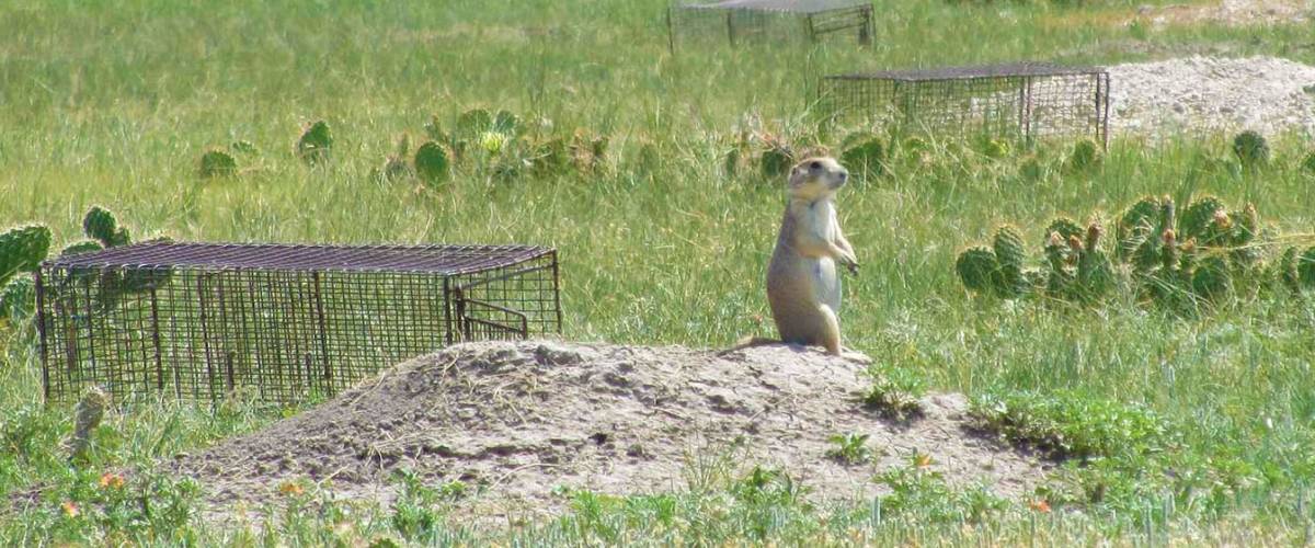 Prairie Dog