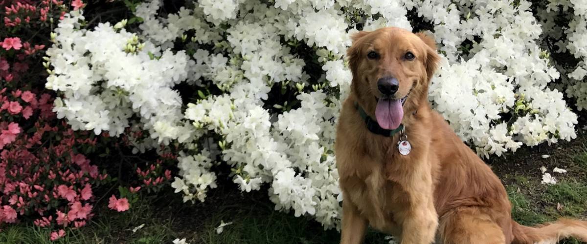 Golden Retriever