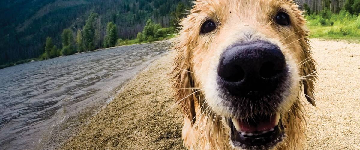 Dog
